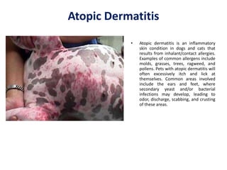 Atopic lick dermatitus - Adult archive